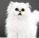 Kitty15's Avatar